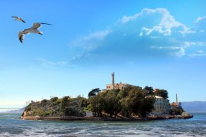 San Francisco, CA, USA - September 28, 2011: Alcatraz Island in the San Francisco Bay. Seagull flying, in motion.